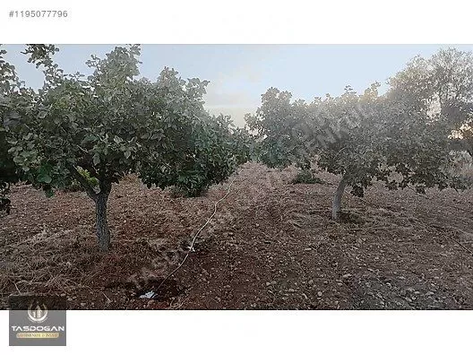 SATILIK YIĞMA TEPEDE KOMPLE YOL CEPHELİ ARAZİ
